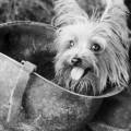 Smoky – A WWII Hero in a Tiny Package